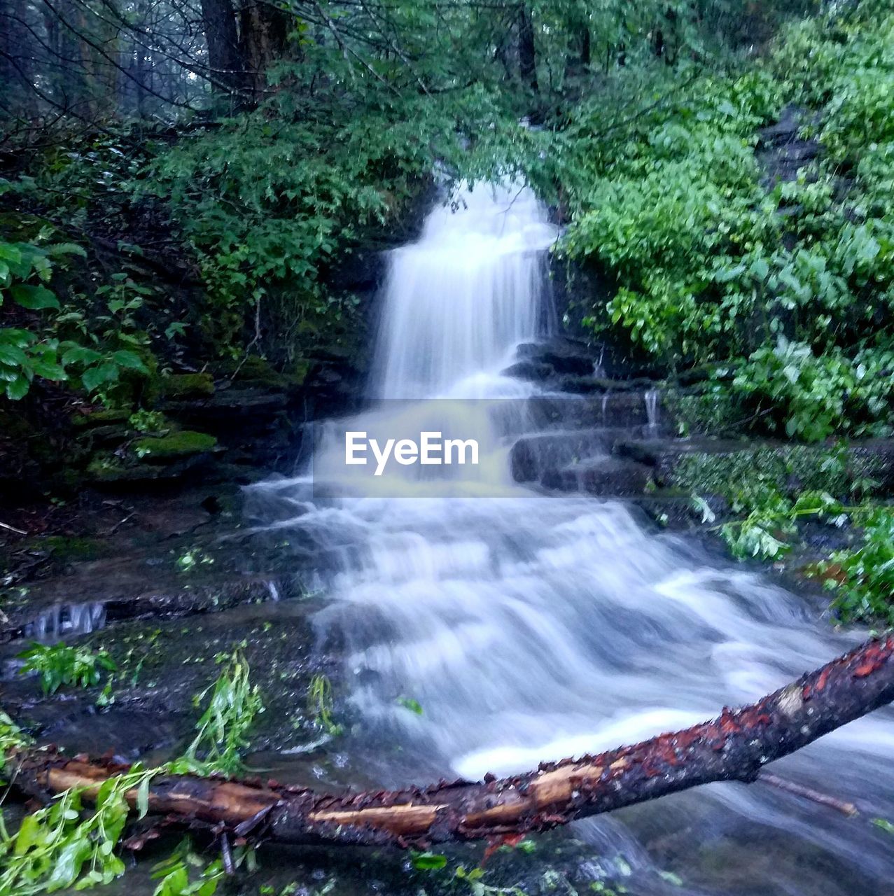 View of waterfall along plants