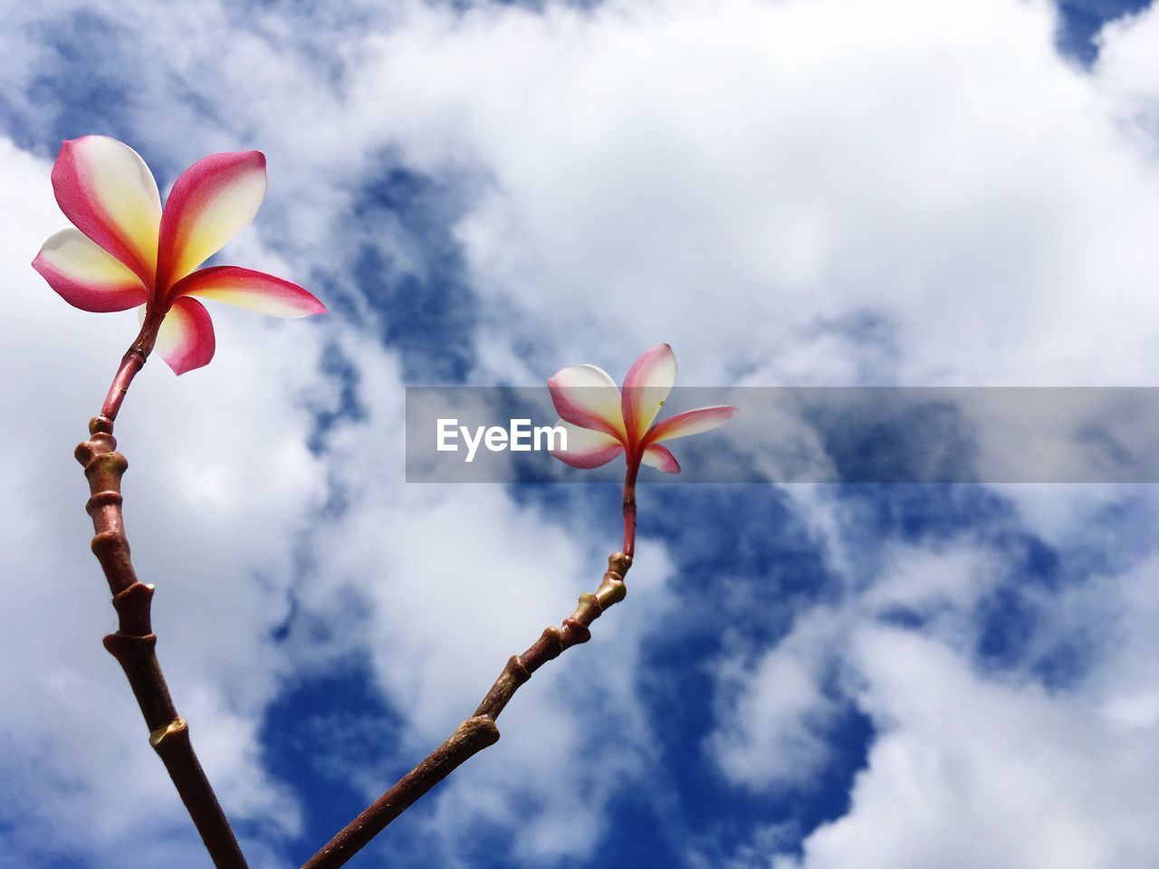 Low angle view of frangipani blooming against sky