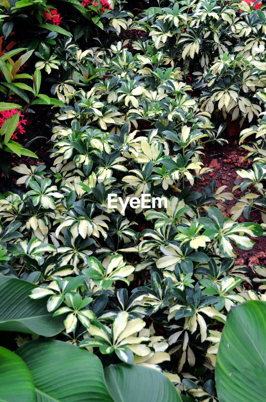 CLOSE-UP OF FLOWERING PLANTS IN GARDEN