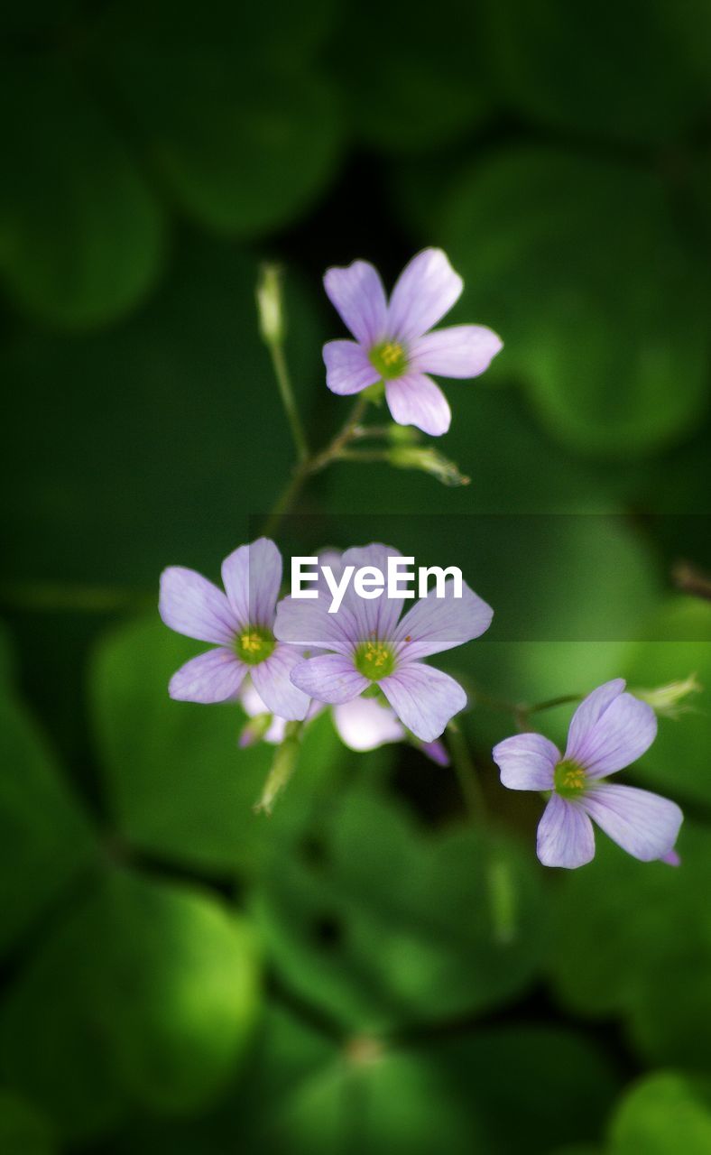 Close-up of purple flowers