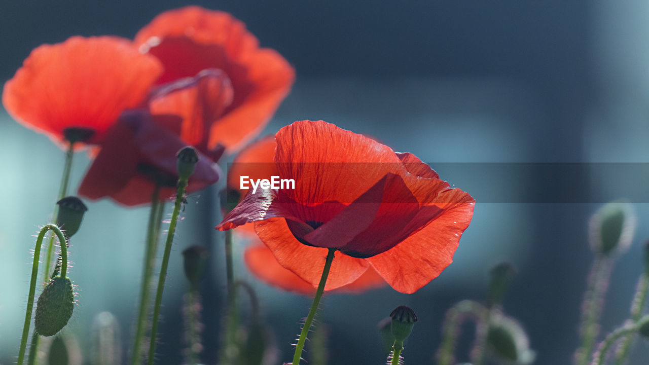 Close-up of red poppy