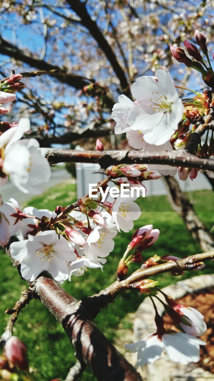 Low angle view of cherry blossoms