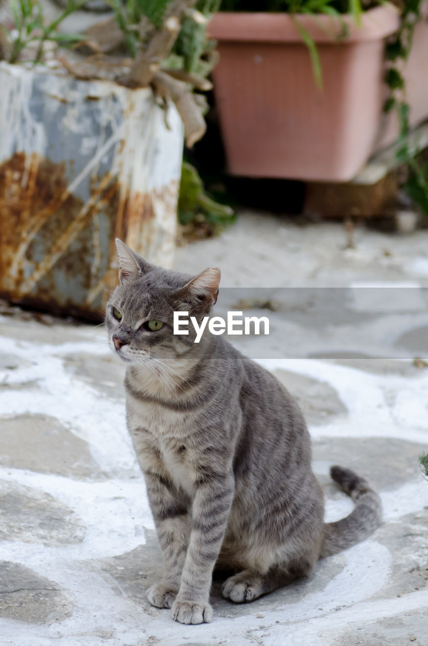 CAT SITTING ON STONE