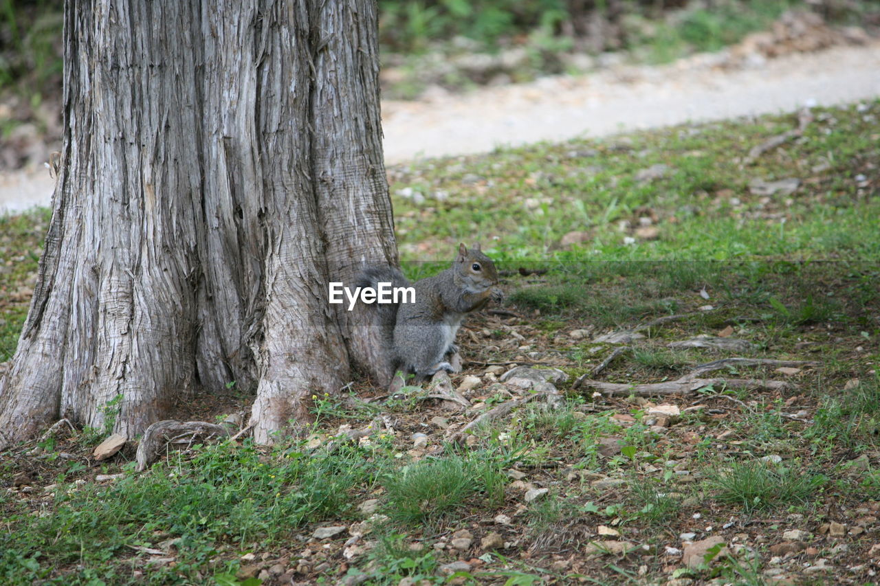 VIEW OF SQUIRREL ON TREE