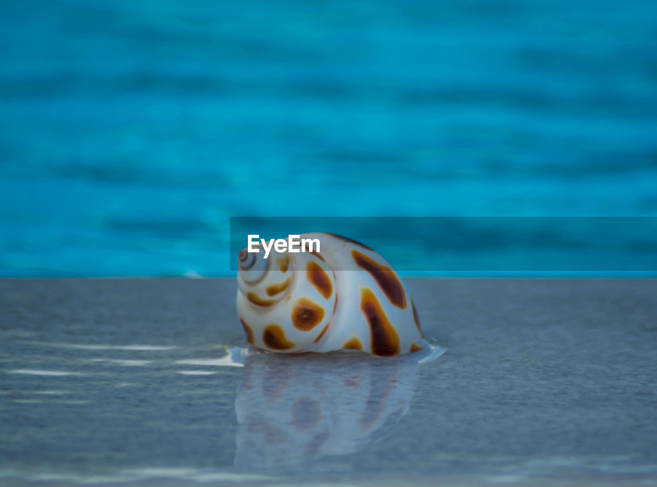 Seashell on swimming pool edge at luxury hotel in greece. summer vacation.