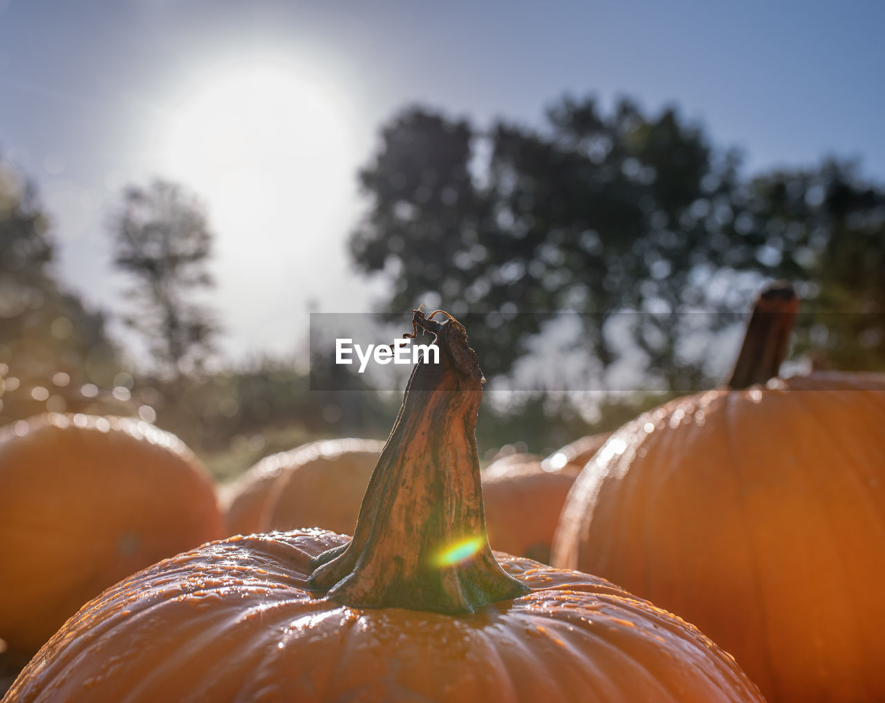 Beautiful pumpkin background with sunlight