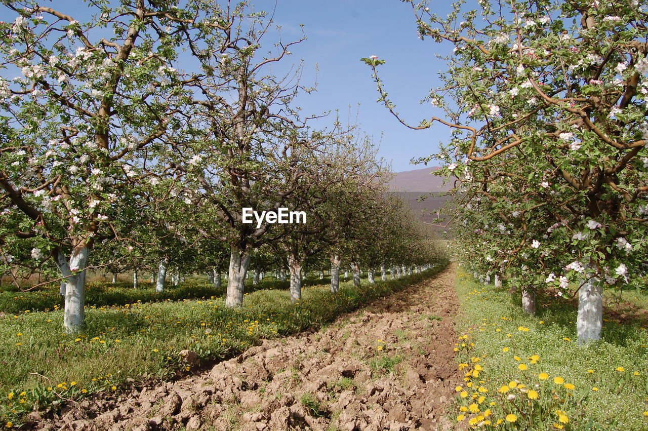 VIEW OF BLOOMING TREE IN PARK