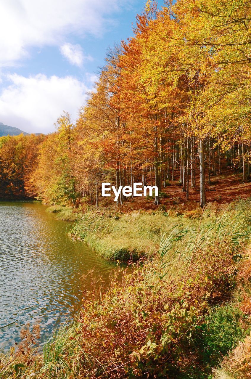 Scenic view of river in forest during autumn