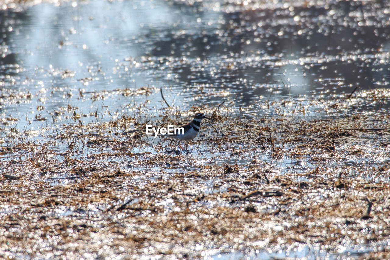 water, no people, nature, day, frost, winter, selective focus, wet, outdoors, full frame, freezing, snow, close-up, reflection, animal themes, leaf, animal, backgrounds, rain, wildlife, animal wildlife