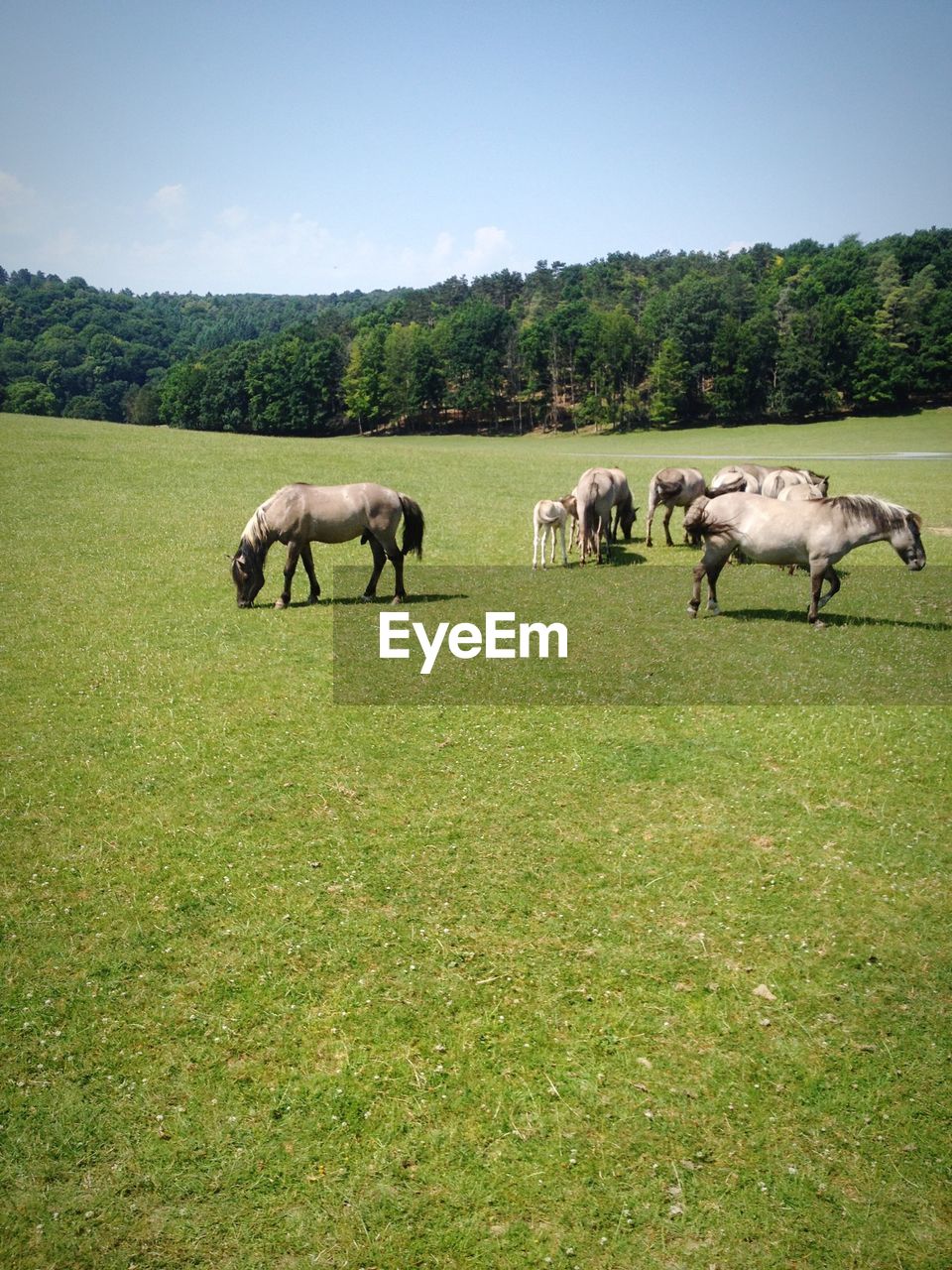 SHEEP GRAZING ON GRASSY FIELD