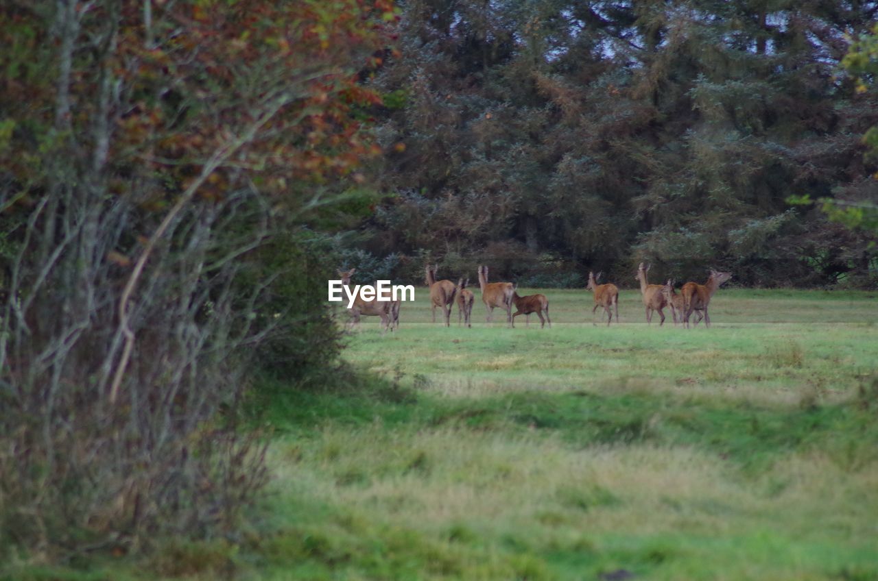 HORSES ON GRASSY FIELD