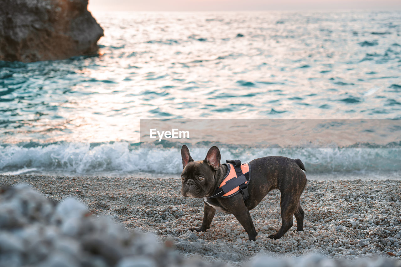 French bulldog dog running on the beach