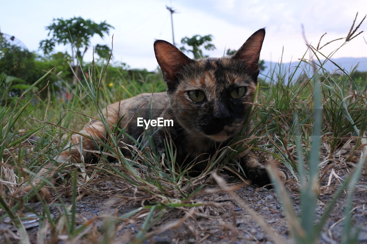 Portrait of cat on field