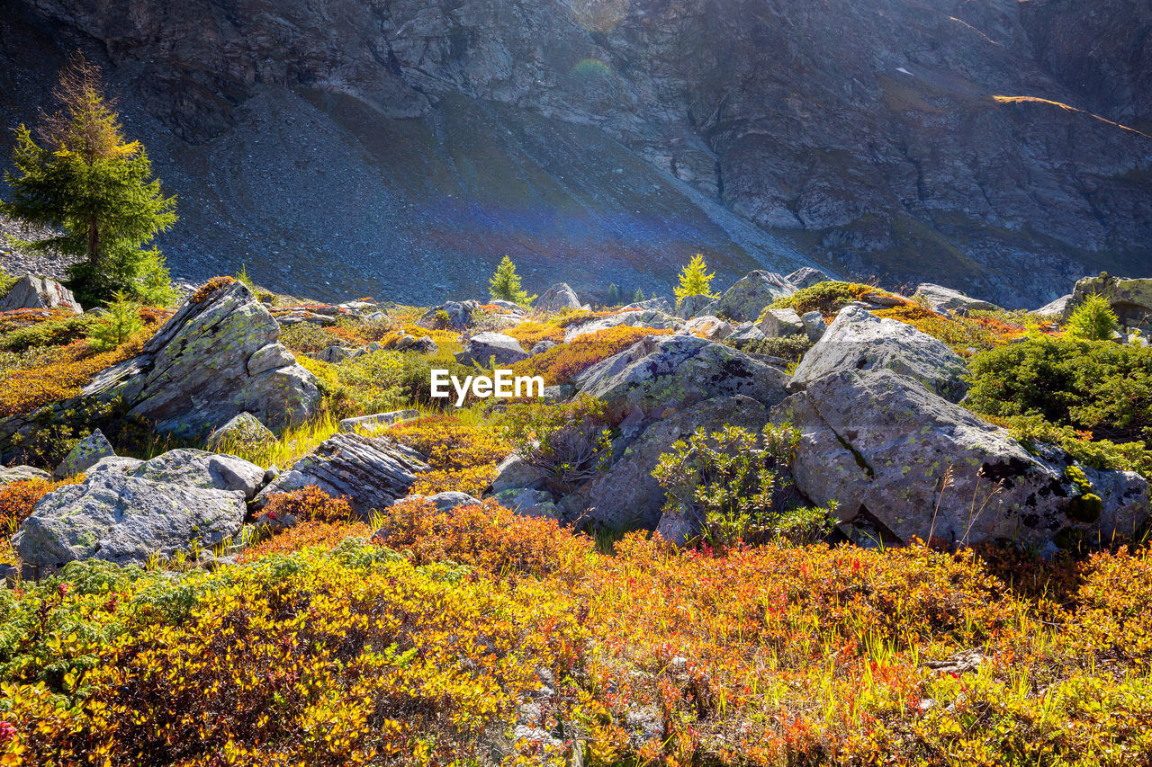 SCENIC VIEW OF TREES GROWING ON ROCK