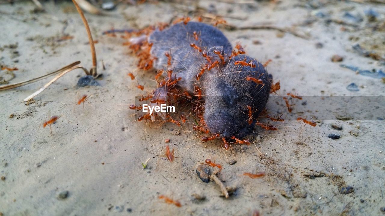 High angle view of died rat on sand