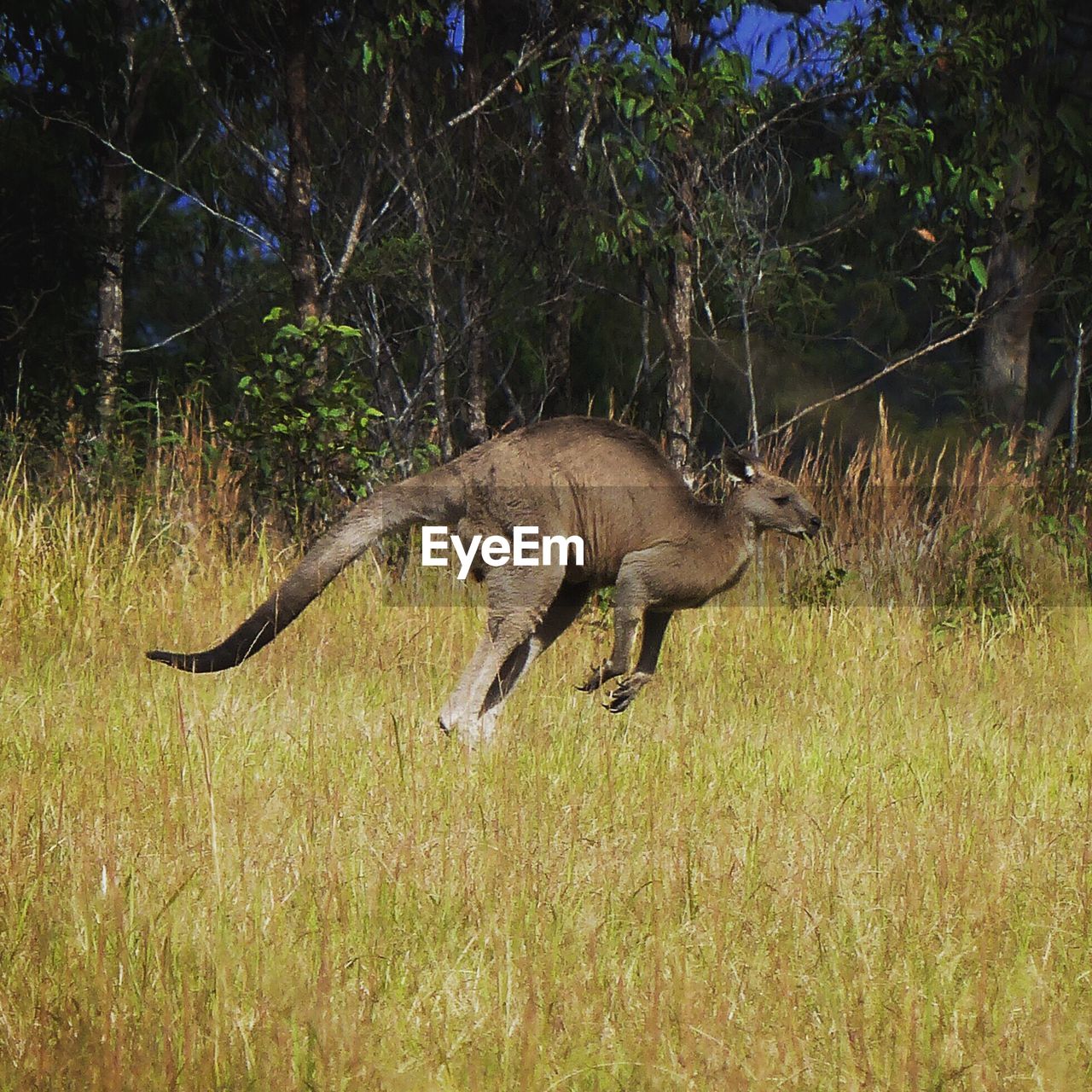 Kangaroo in field