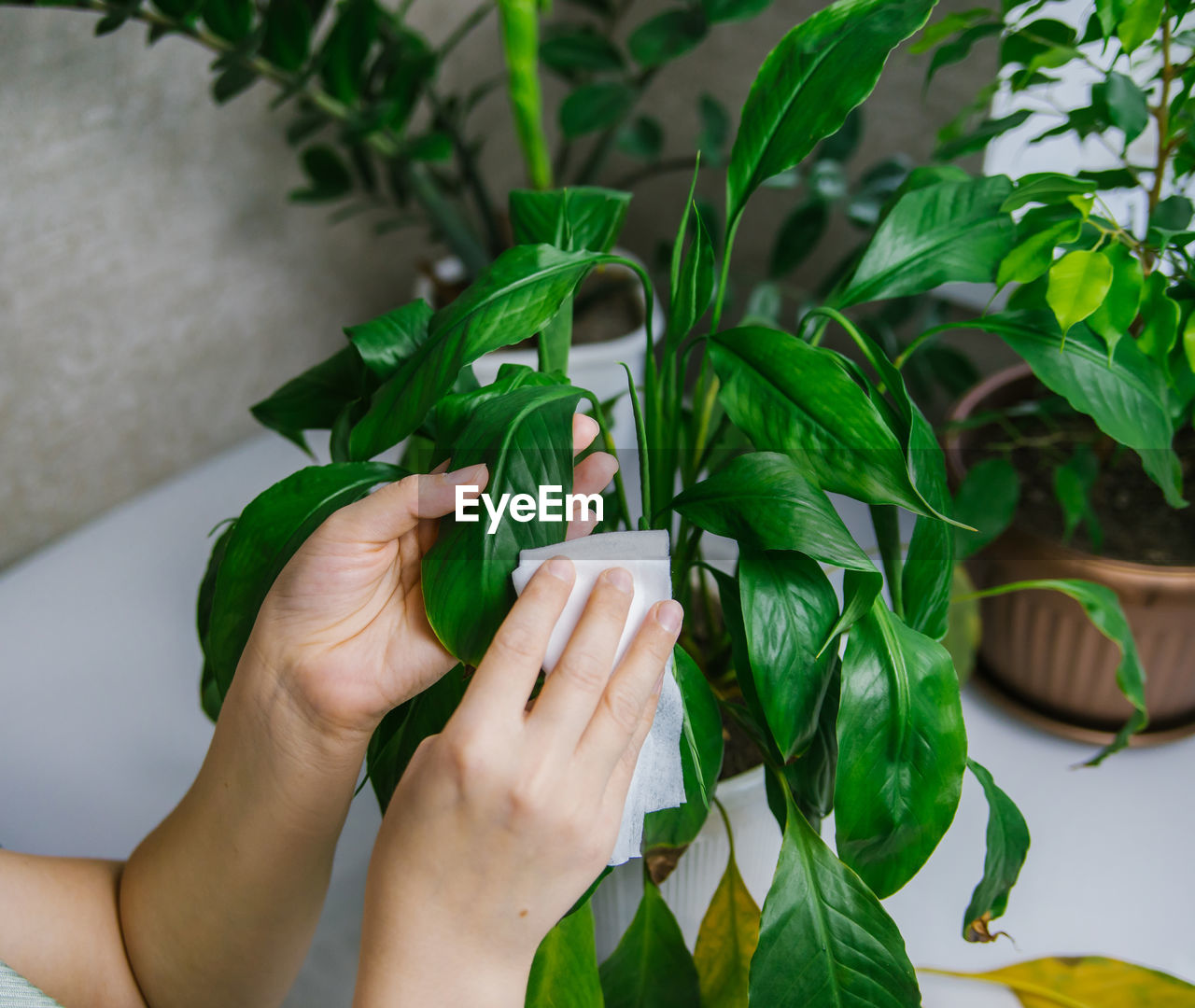 green, leaf, plant part, hand, plant, flower, nature, one person, adult, holding, floristry, growth, lifestyles, women, food, produce, indoors, freshness, herb, food and drink, potted plant, gardening, houseplant, close-up, female, environmental conservation, floral design