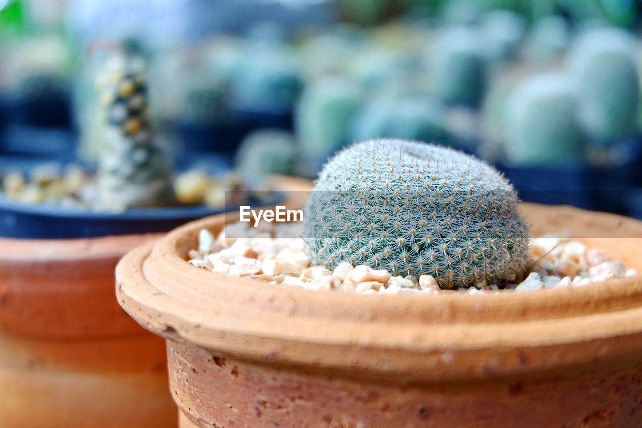 Close-up of potted cactus on table