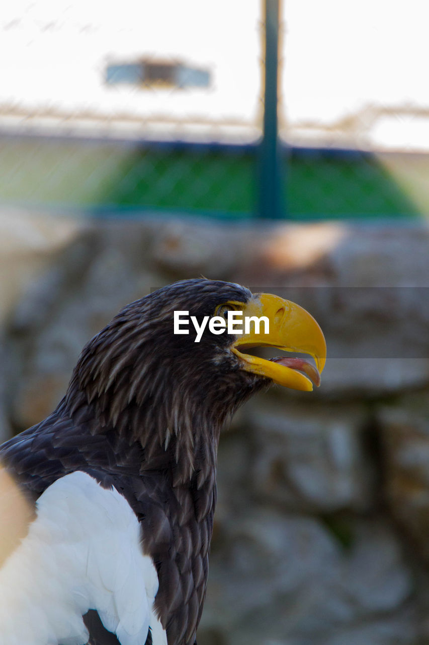 CLOSE-UP OF A EAGLE