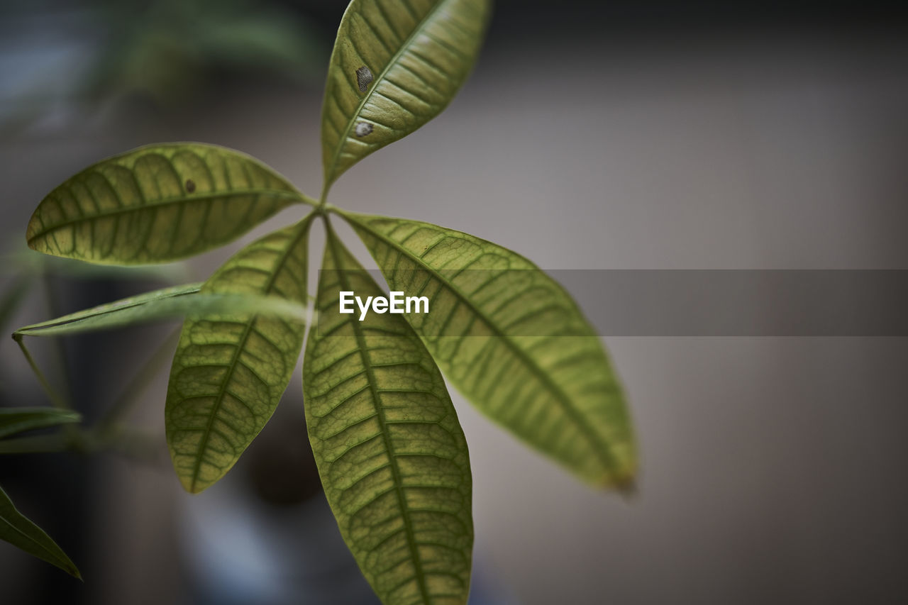 leaf, plant part, green, plant, branch, tree, nature, close-up, macro photography, no people, plant stem, beauty in nature, flower, growth, outdoors, yellow, focus on foreground, sunlight, freshness