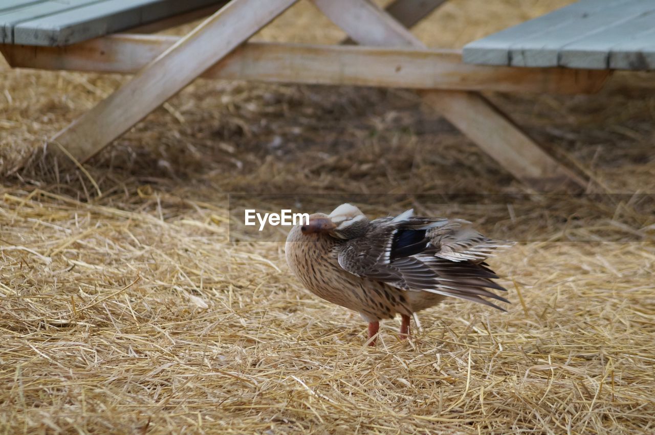 VIEW OF BIRDS ON LAND