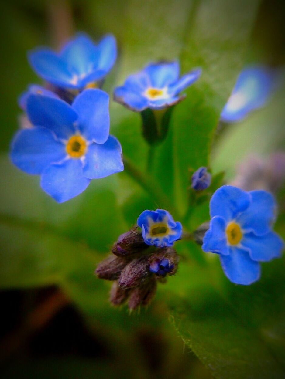 CLOSE-UP OF PURPLE FLOWERS BLOOMING OUTDOORS