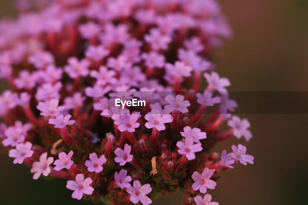 close-up of purple flowers