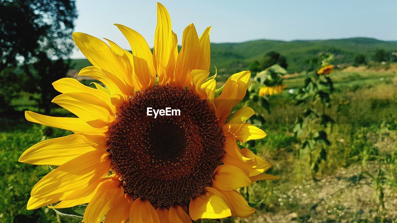 Close-up of fresh sunflower blooming on field against sky