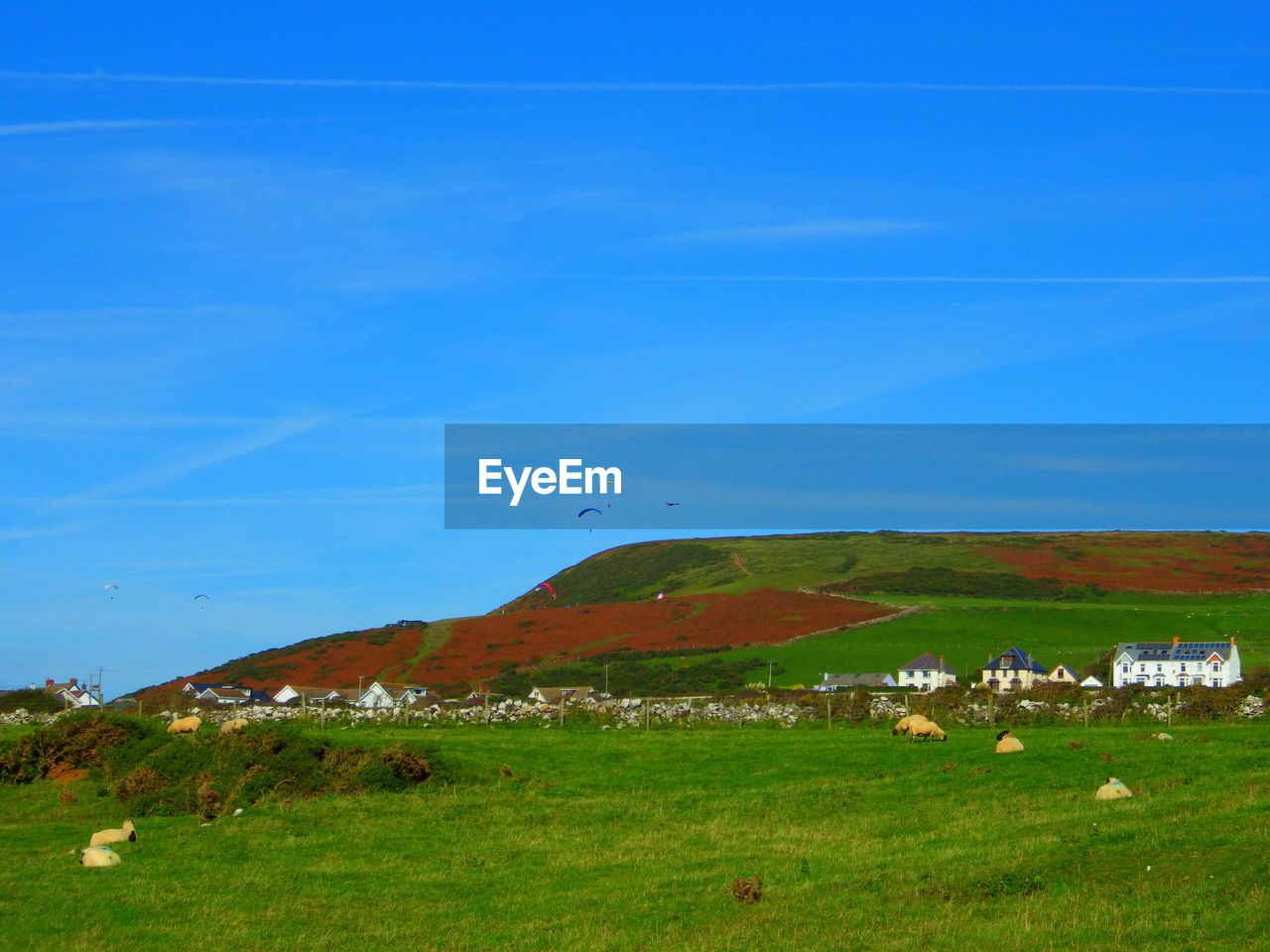 TREES ON HILL AGAINST BLUE SKY