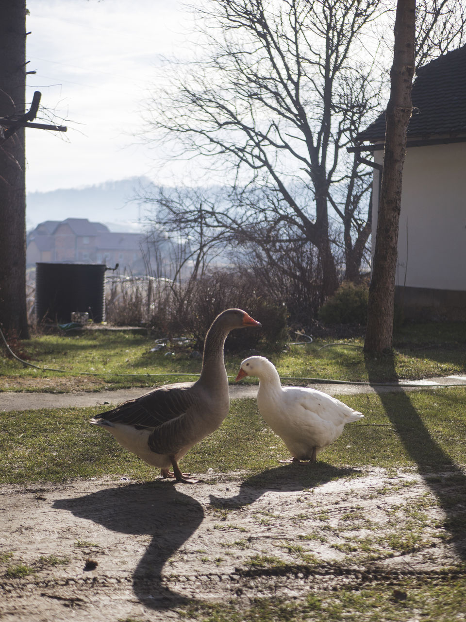 Swans on field against sky