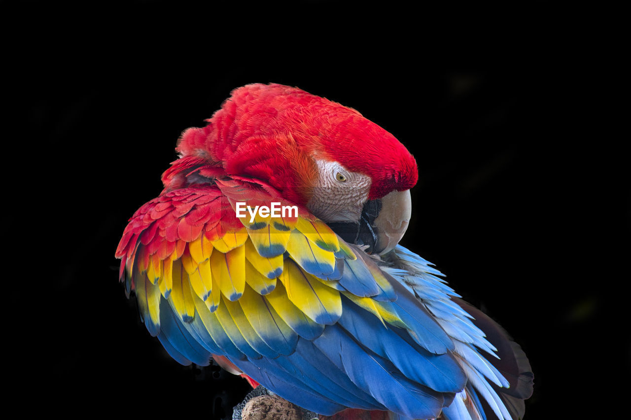 CLOSE-UP OF A PARROT IN A BLACK BACKGROUND