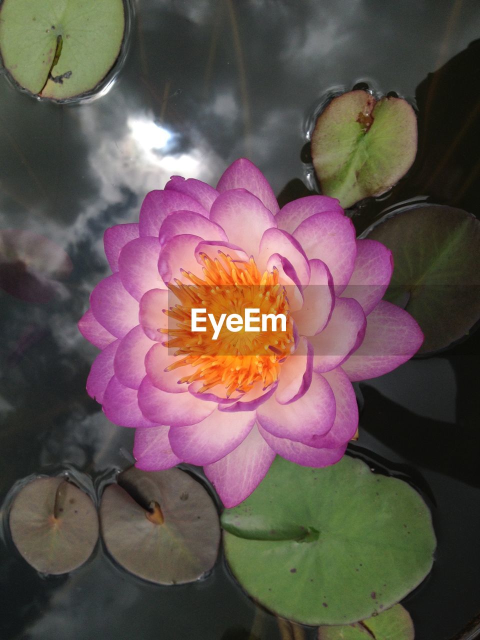 CLOSE-UP OF PINK FLOWERS BLOOMING OUTDOORS