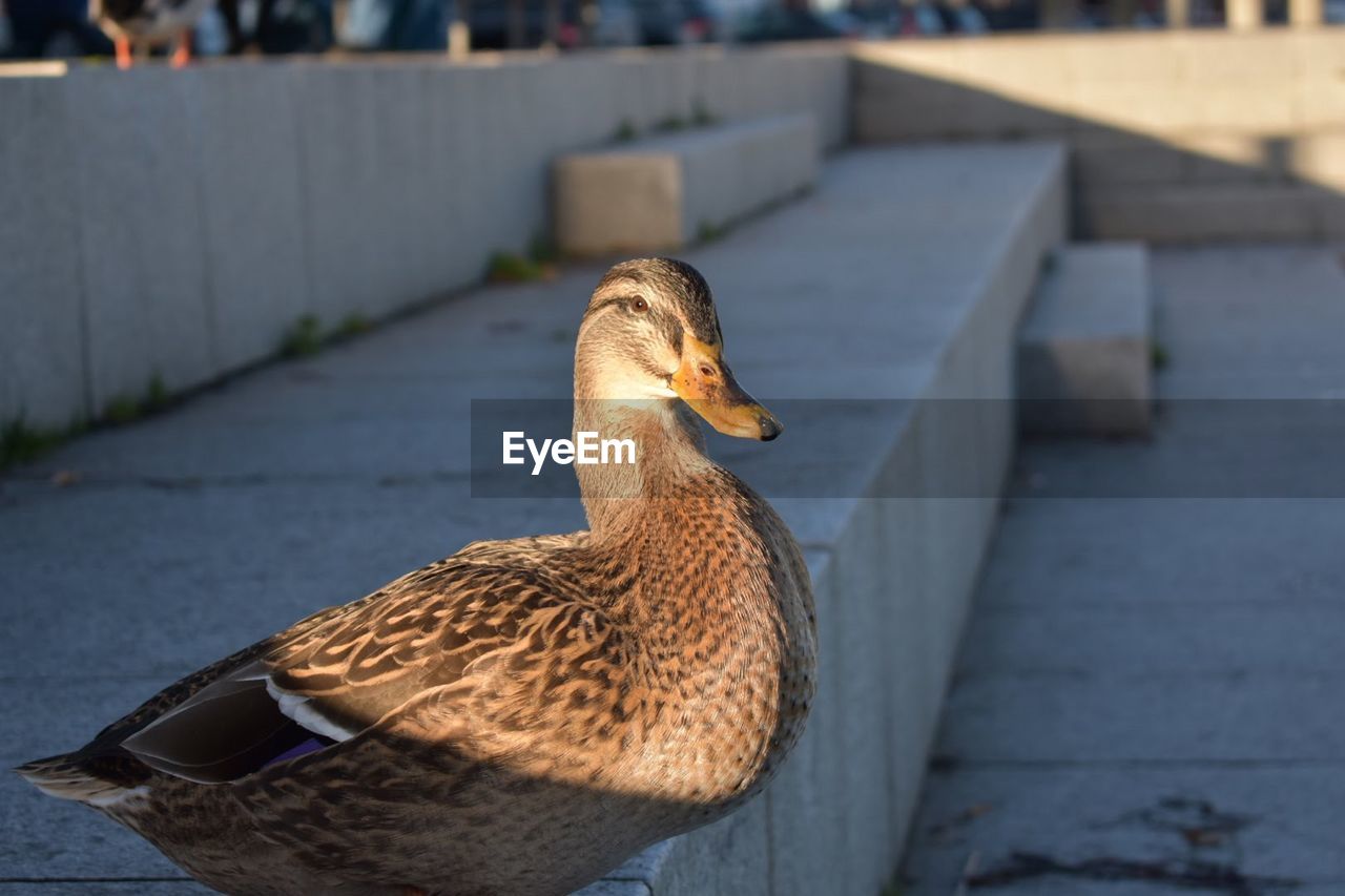 CLOSE-UP OF A BIRD