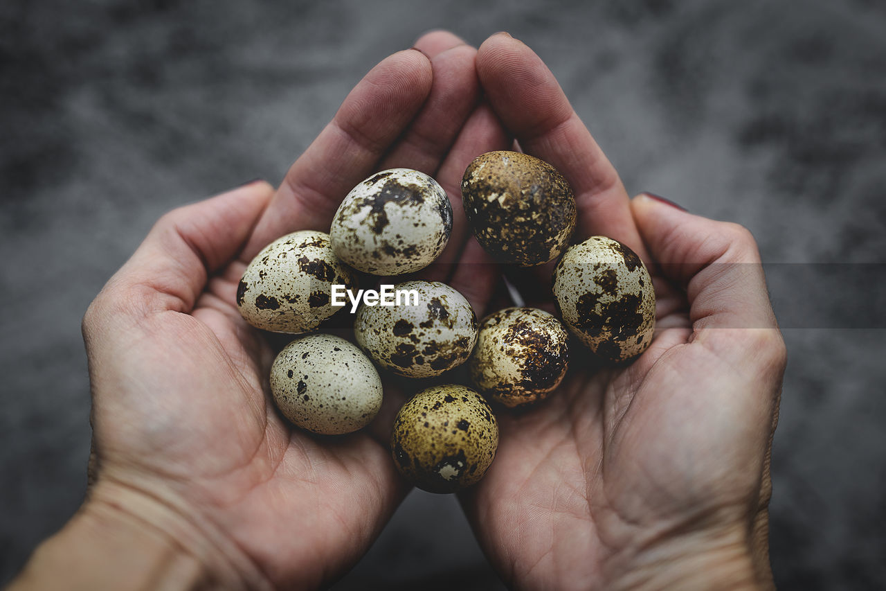 Fresh quail eggs in woman's hands on gray background from view
