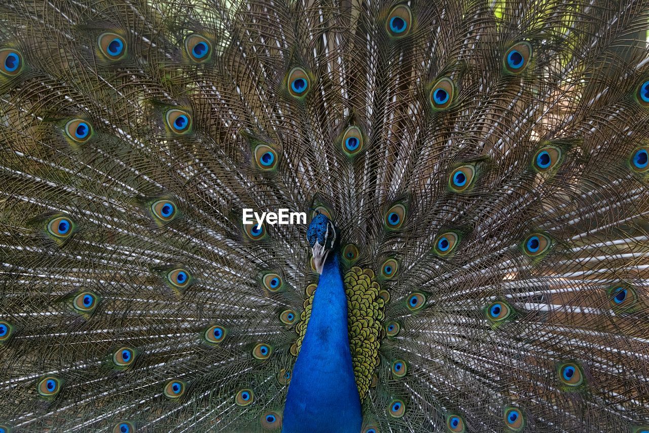 Full frame shot of peacock dancing with fanned out feathers