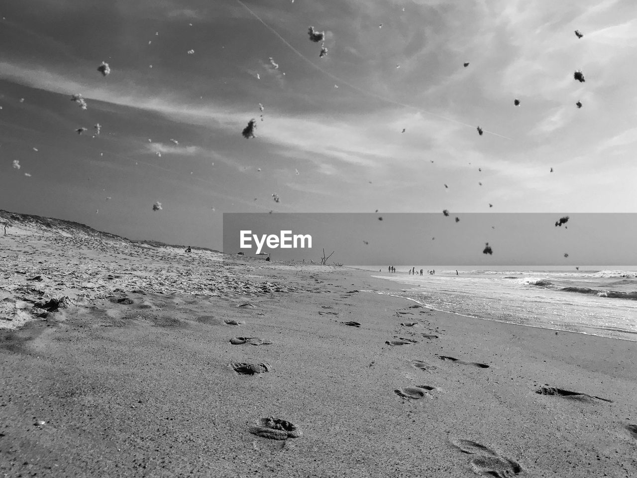 FLOCK OF BIRDS FLYING OVER SEA