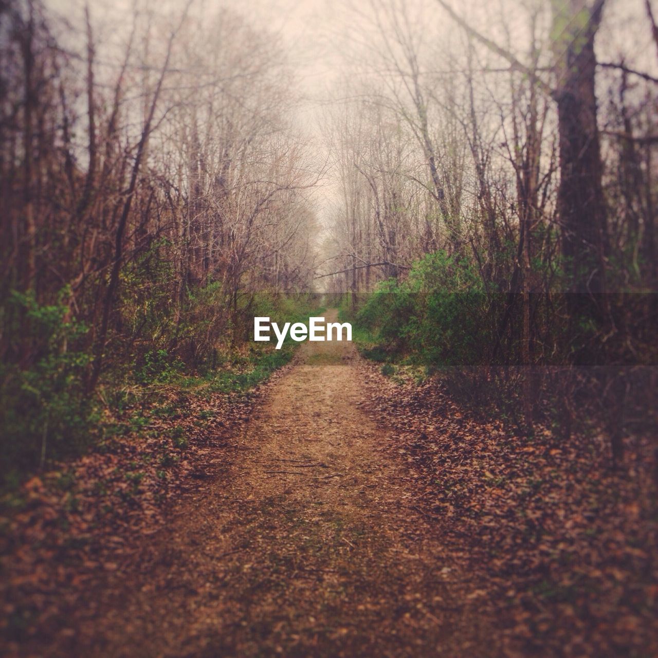 Trees in forest during foggy morning