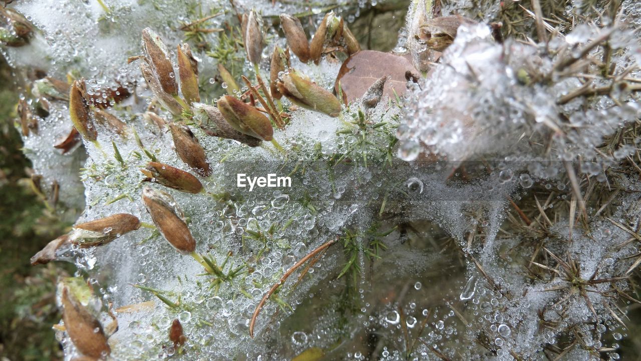 CLOSE-UP OF FROZEN LEAVES ON LAND