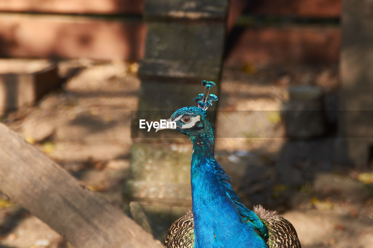 Close up portrait of a pavo cristatus, indian peafowl