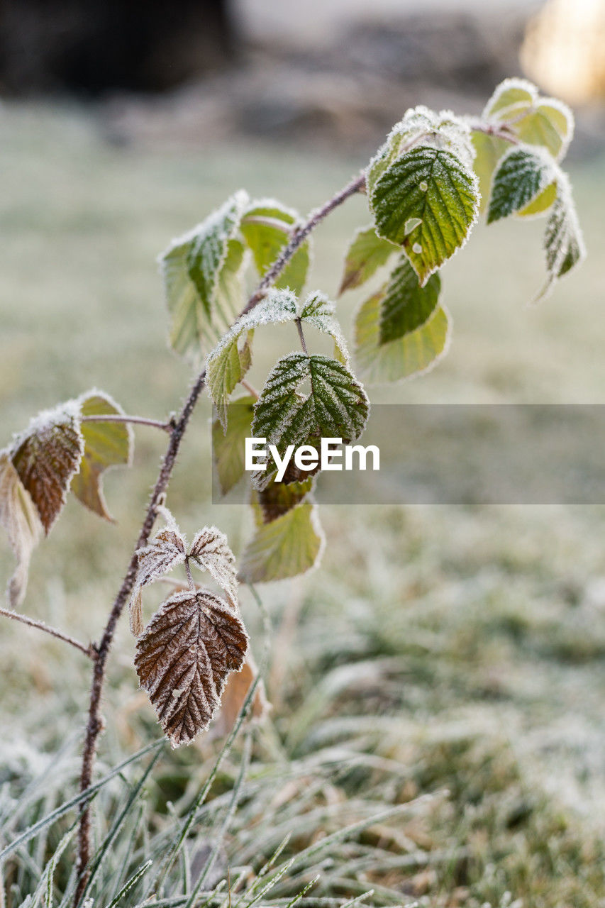 nature, plant, green, flower, leaf, focus on foreground, branch, growth, no people, close-up, day, outdoors, spring, macro photography, food, grass, land, food and drink, plant part, beauty in nature, produce, agriculture, selective focus, tree, environment