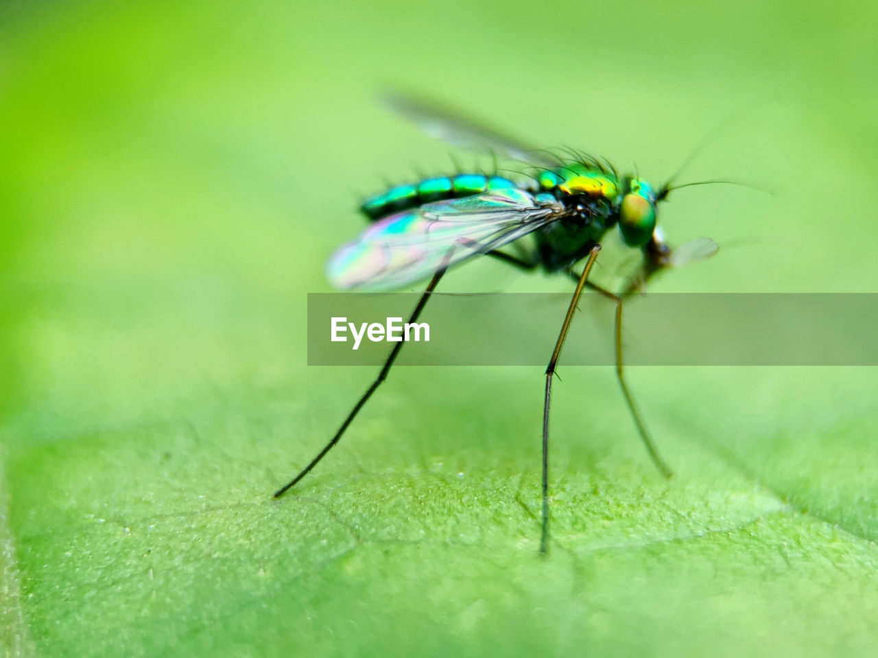 green, insect, animal, animal themes, animal wildlife, one animal, close-up, wildlife, macro photography, fly, animal wing, macro, nature, plant, no people, plant part, selective focus, leaf, animal body part, beauty in nature, outdoors, focus on foreground, extreme close-up, pest, day, plant stem, fragility, flower, environment