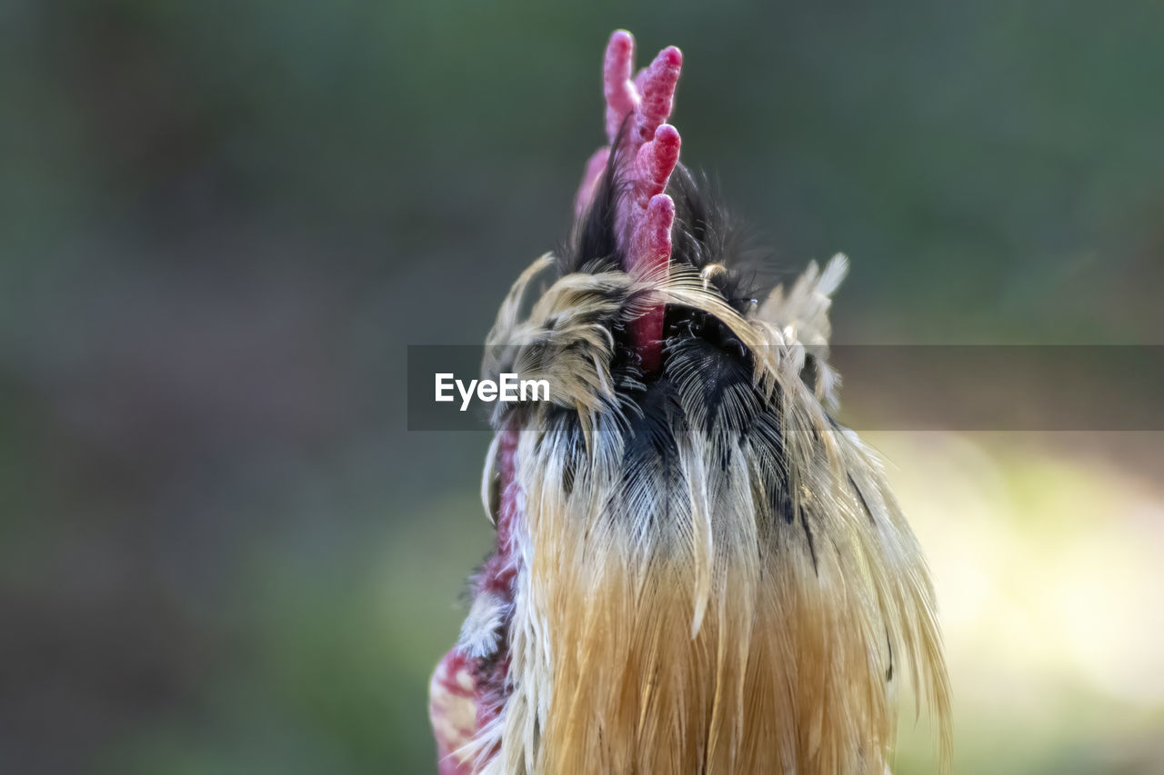 Rooster hairstyle 