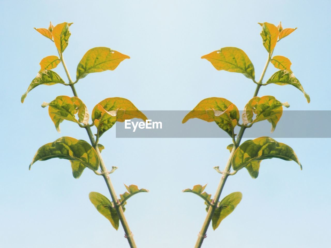 LOW ANGLE VIEW OF PLANT AGAINST CLEAR SKY