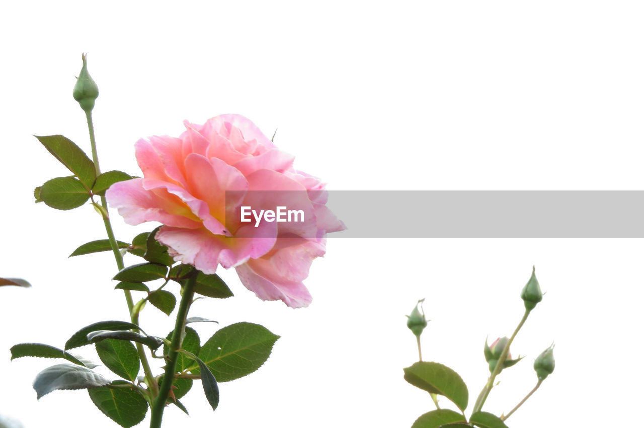 CLOSE-UP OF PINK FLOWER BLOOMING AGAINST WHITE BACKGROUND