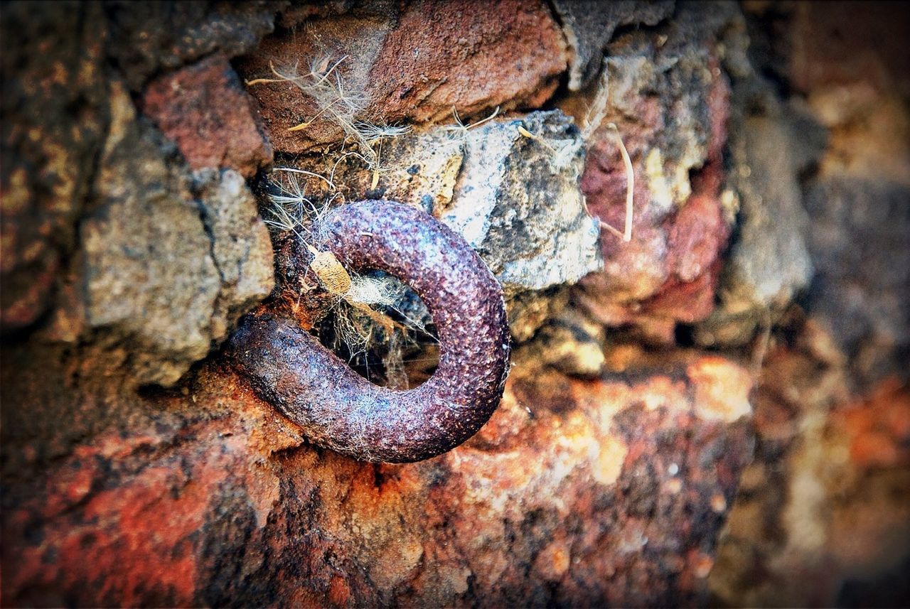 CLOSE-UP OF TREE TRUNK