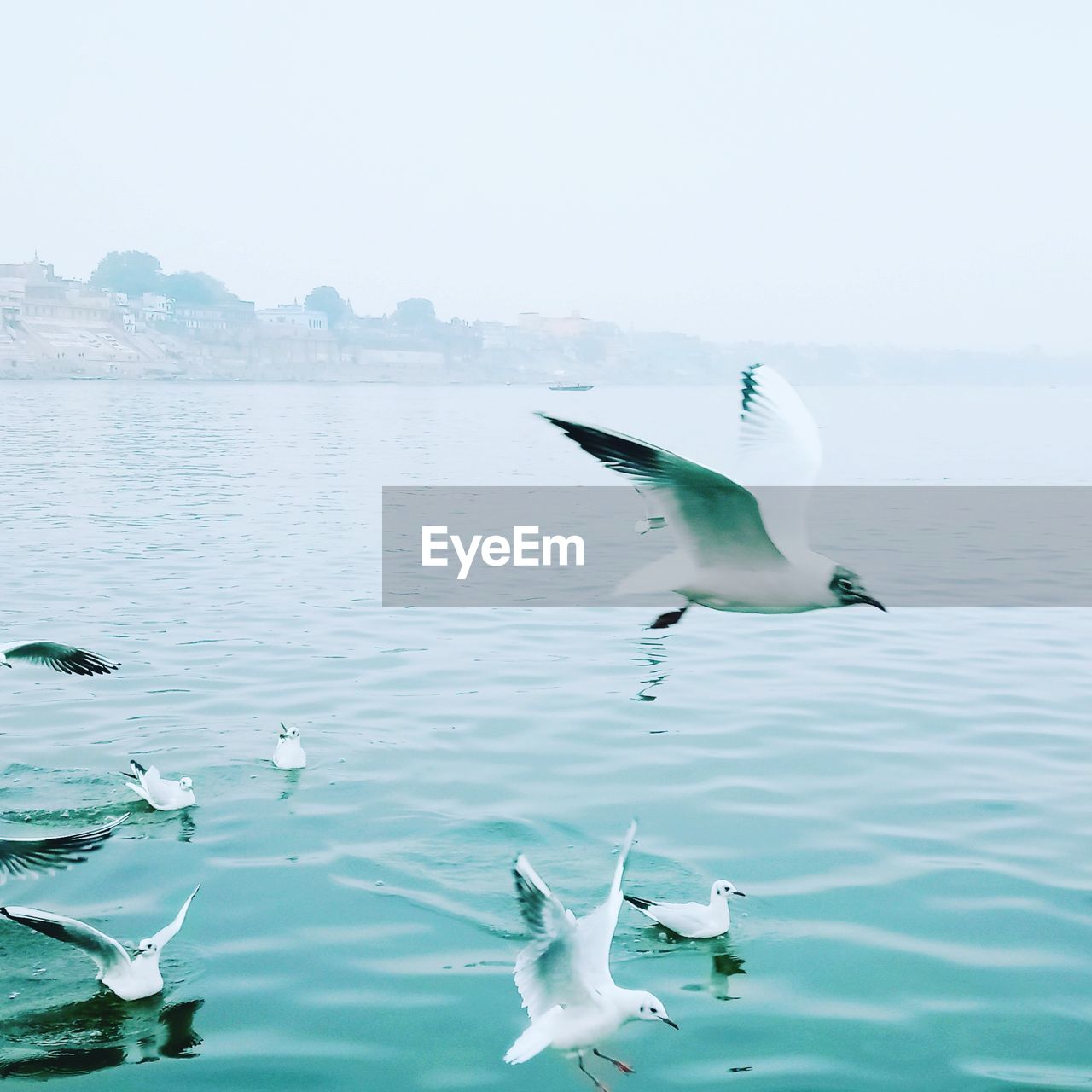 Seagulls flying over lake against clear sky