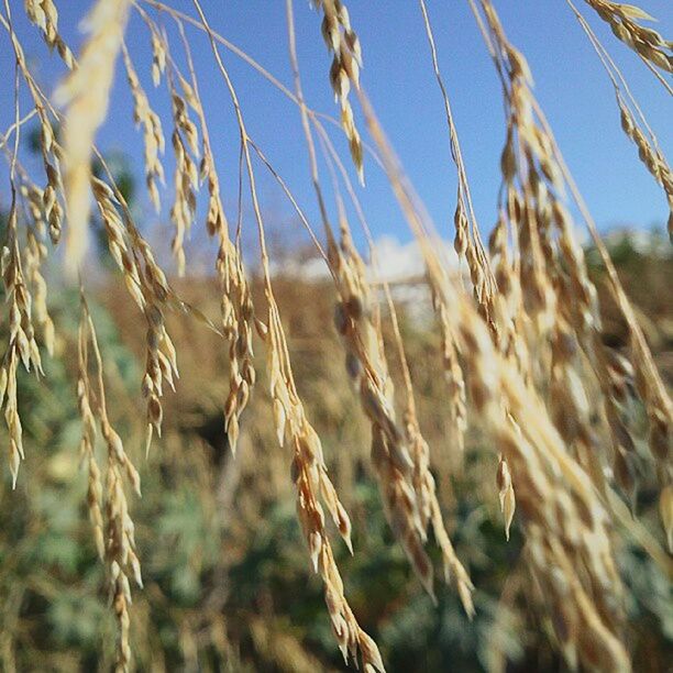 CLOSE-UP OF PLANTS