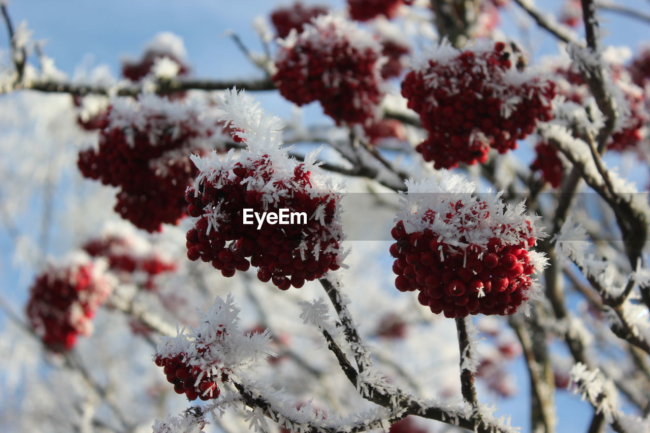 Close-up of fruits growing on tree