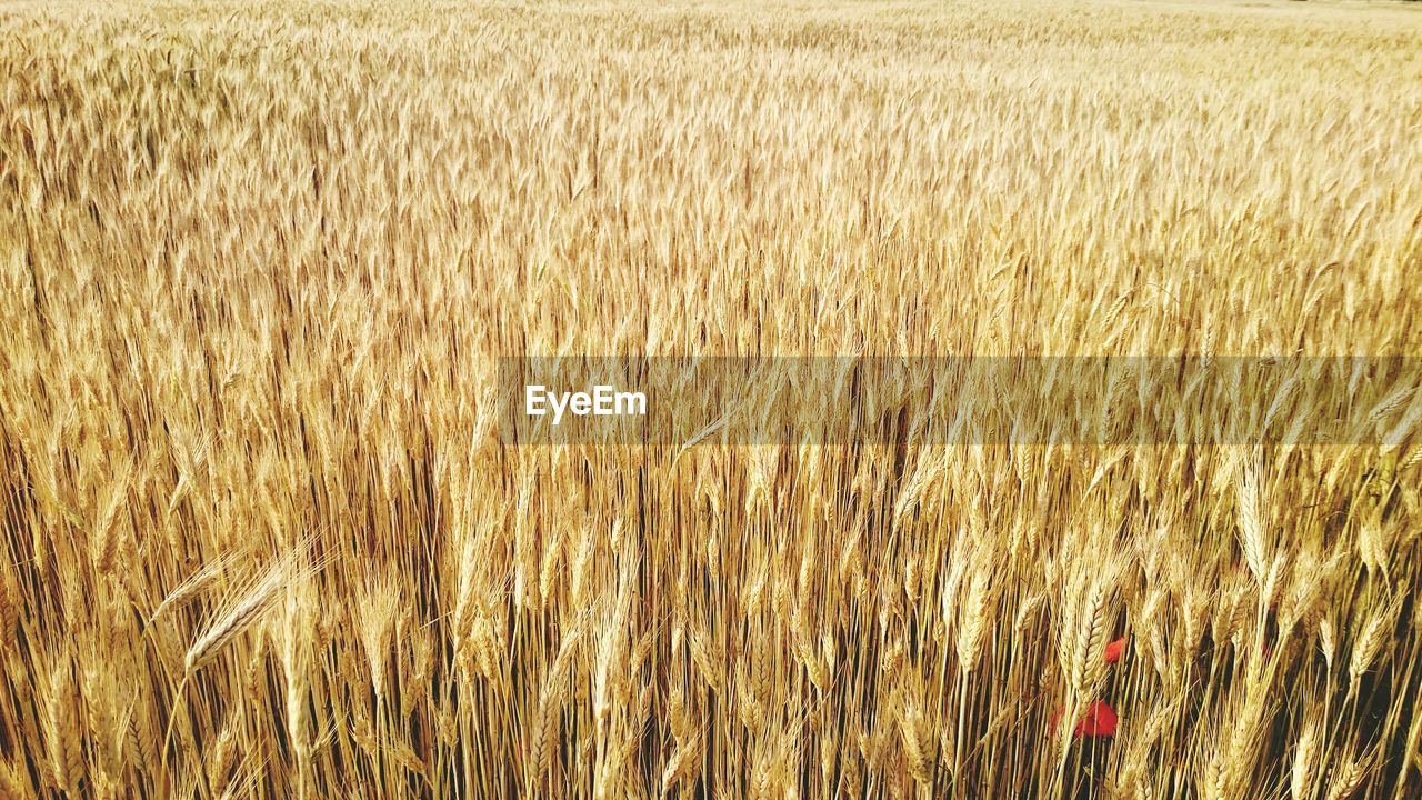 Full frame shot of wheat field