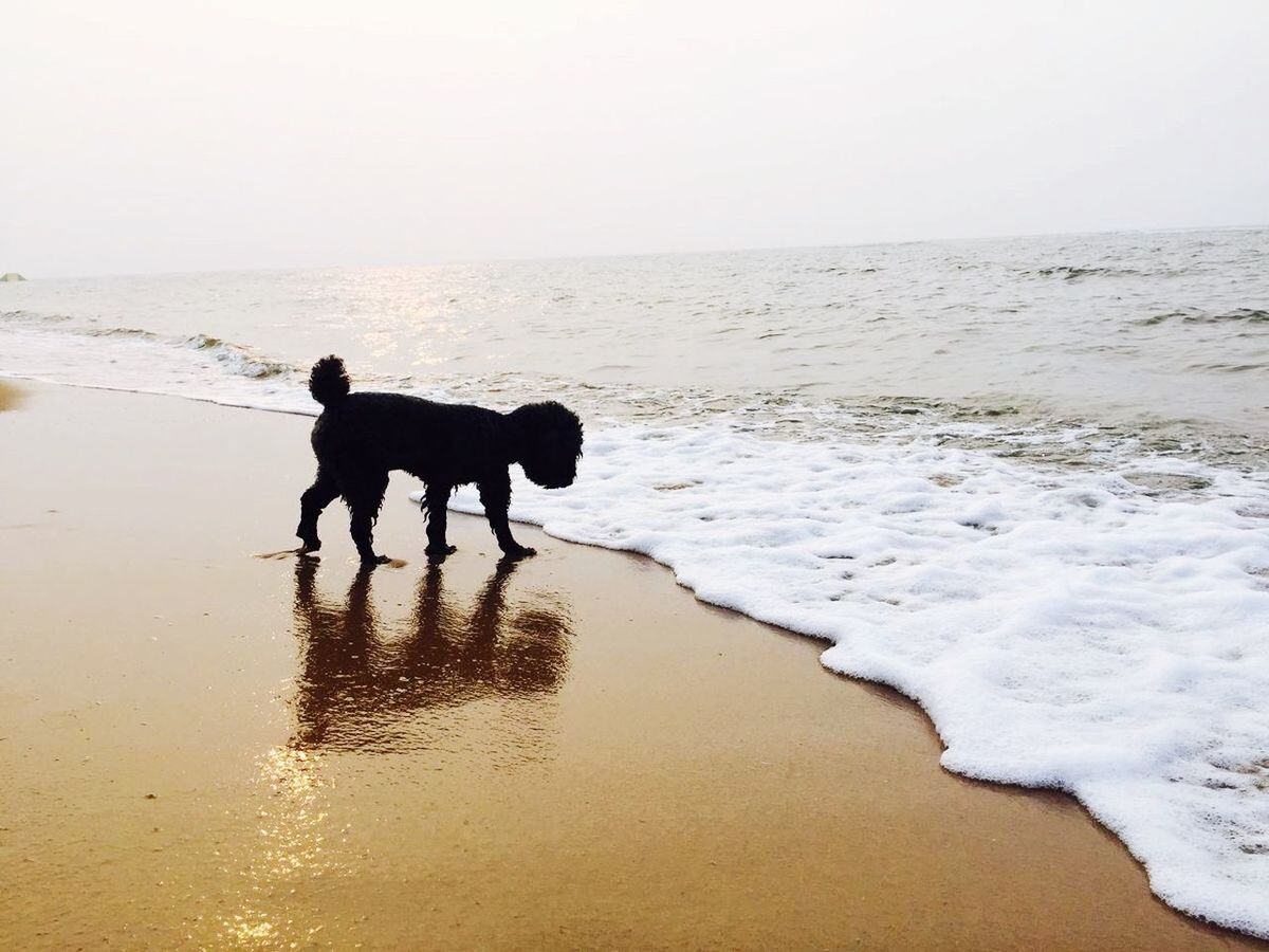 Silhouette dog at beach
